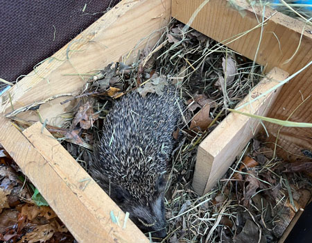 Draußenschule Alpakaglanz & Eselglück