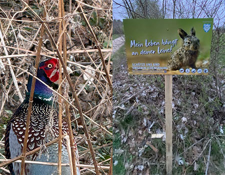 Förderung der Artenvielfalt und Biodiversität in der Kulturlandschaft - Wiederansiedelung des Fasan 