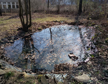 Insektenbiotop am Schulgartenteich