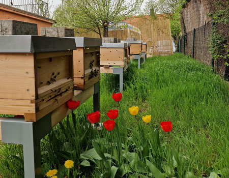 Klimaangepasste Bienenhaltung