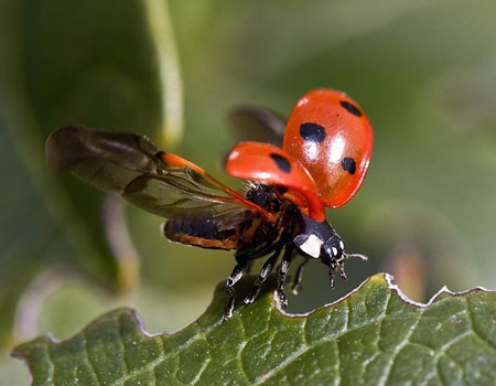 Marienkäferzucht im Schuljahrgang 2